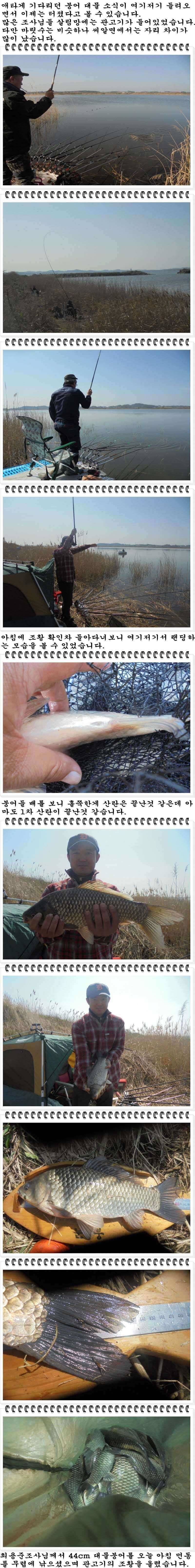 49 부남호 44cm 41cm등 마릿수 대박 주말 조황 (조황조행기 - 특파원조황)