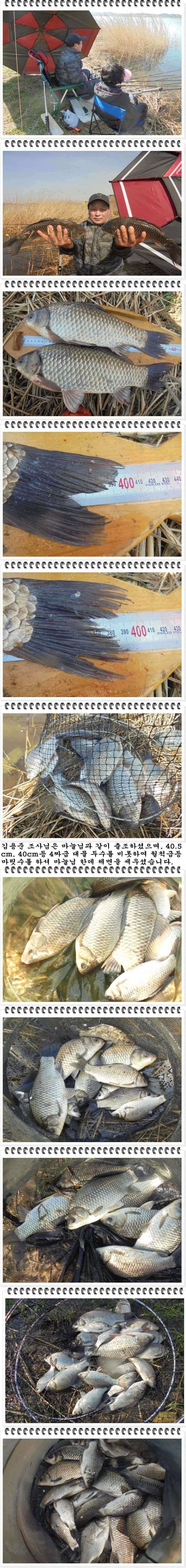 49 부남호 44cm 41cm등 마릿수 대박 주말 조황 (조황조행기 - 특파원조황)