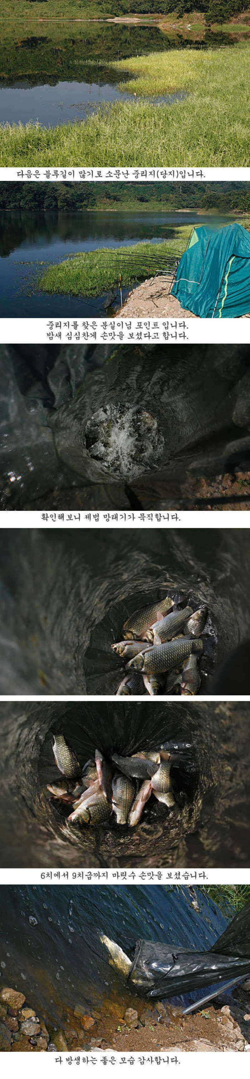 청도권 주중 조황 정보 (조황조행기 - 특파원조황)