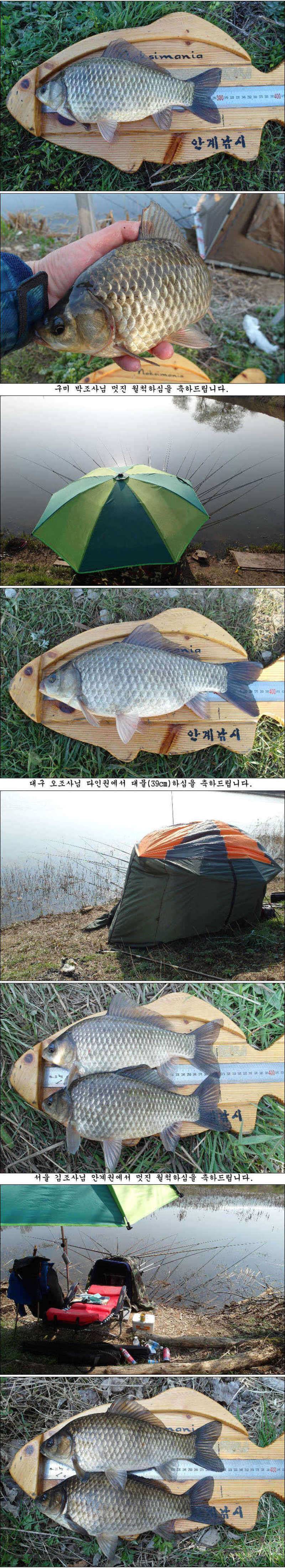 월척대물 조황소식 입니다 (조황조행기 - 특파원조황)