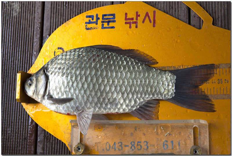 내사리 제일 월척 행진 (조황조행기 - 특파원조황)
