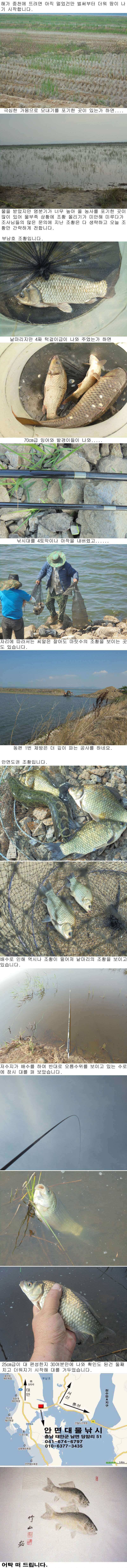 621 안면도권 저수지 및 수로 부남호 조황 (조황조행기 - 특파원조황)