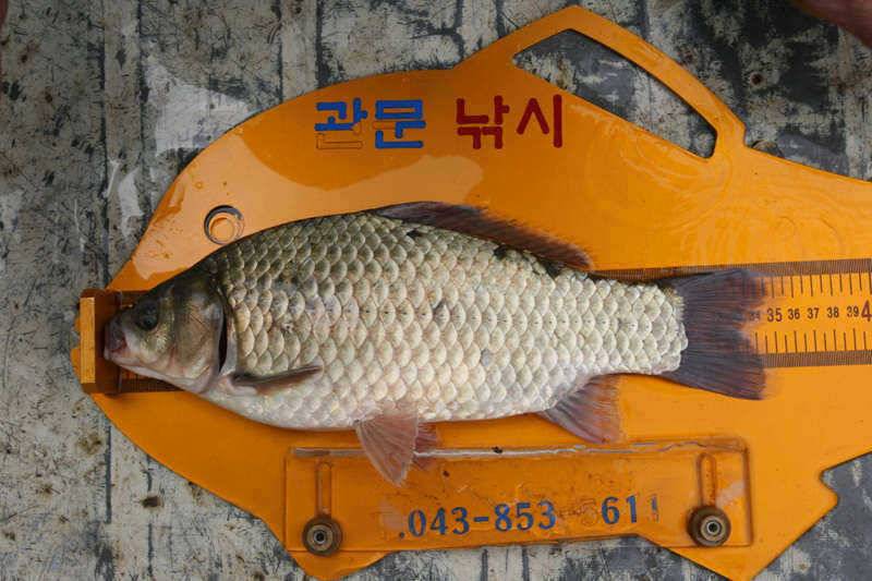 충주호 조황정보 (조황조행기 - 특파원조황)