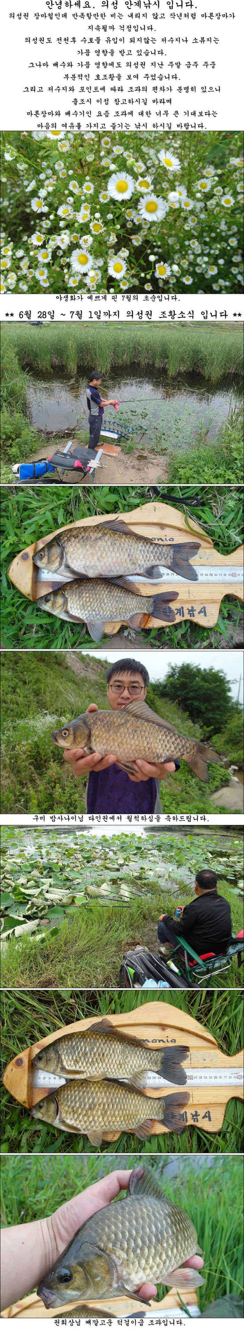 배수와 가뭄속에 호조황 (조황조행기 - 특파원조황)
