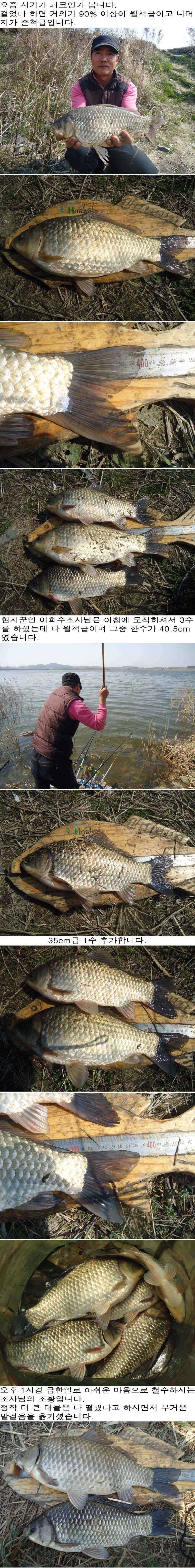 42 부남호 35cm 이하는 잔챙이 취급 받는 조황 (조황조행기 - 특파원조황)