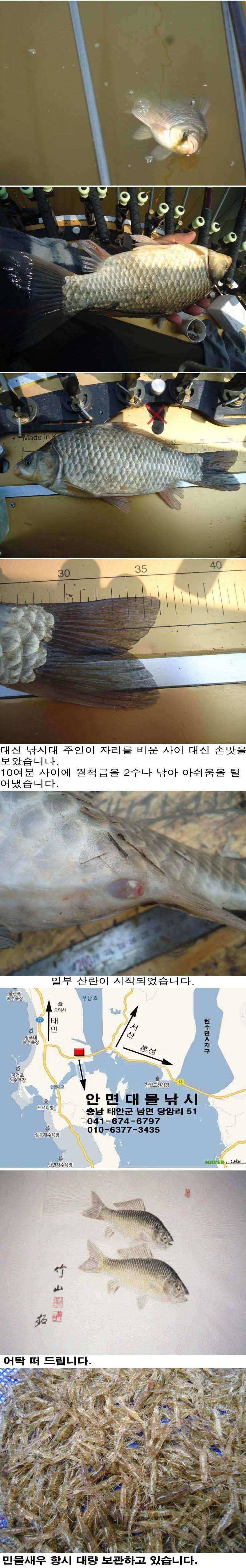 42 부남호 35cm 이하는 잔챙이 취급 받는 조황 (조황조행기 - 특파원조황)
