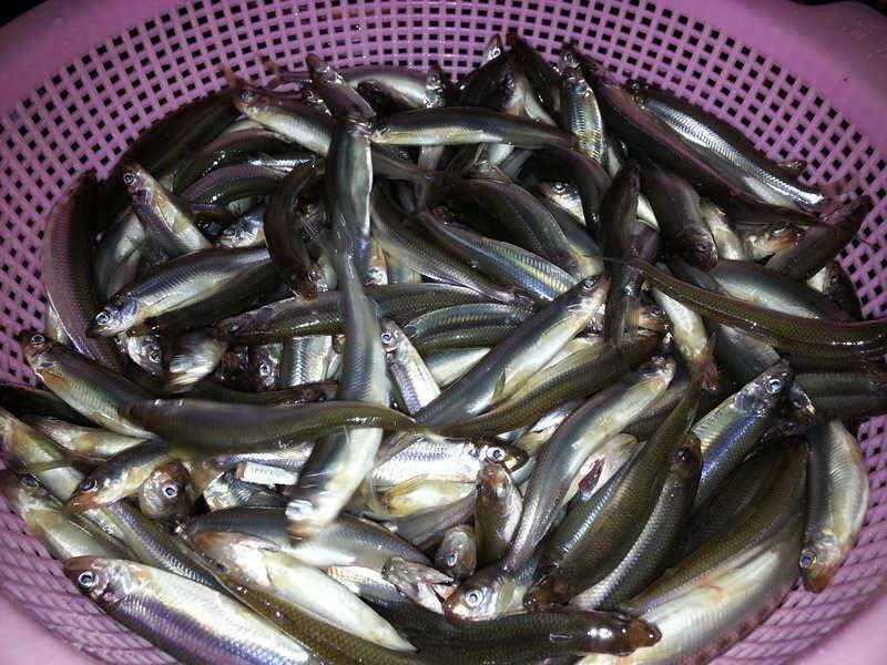 129 경산 송백지 빙어조황 대박 (조황조행기 - 특파원조황)