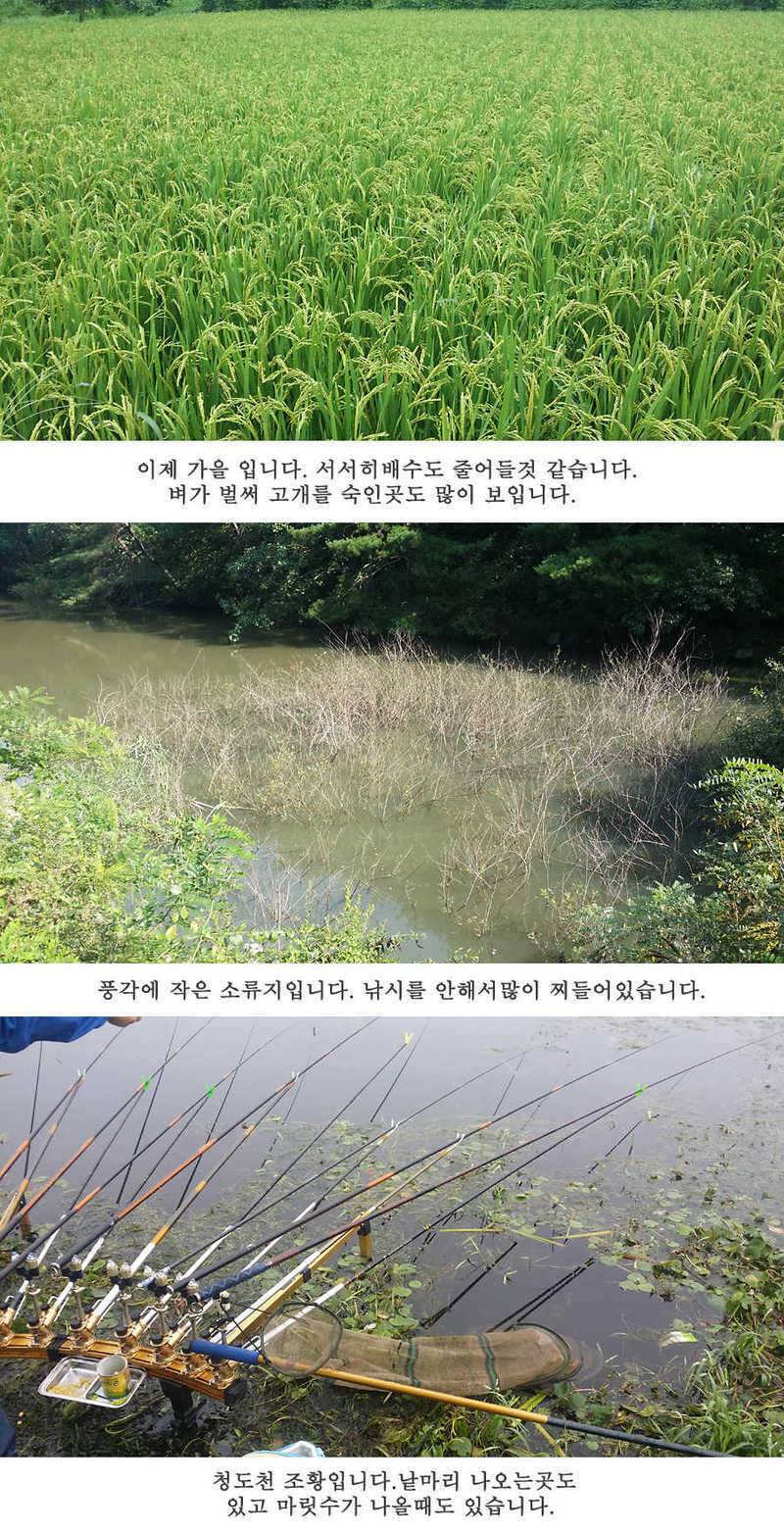 청도권 이번주 조황입니다 (조황조행기 - 특파원조황)