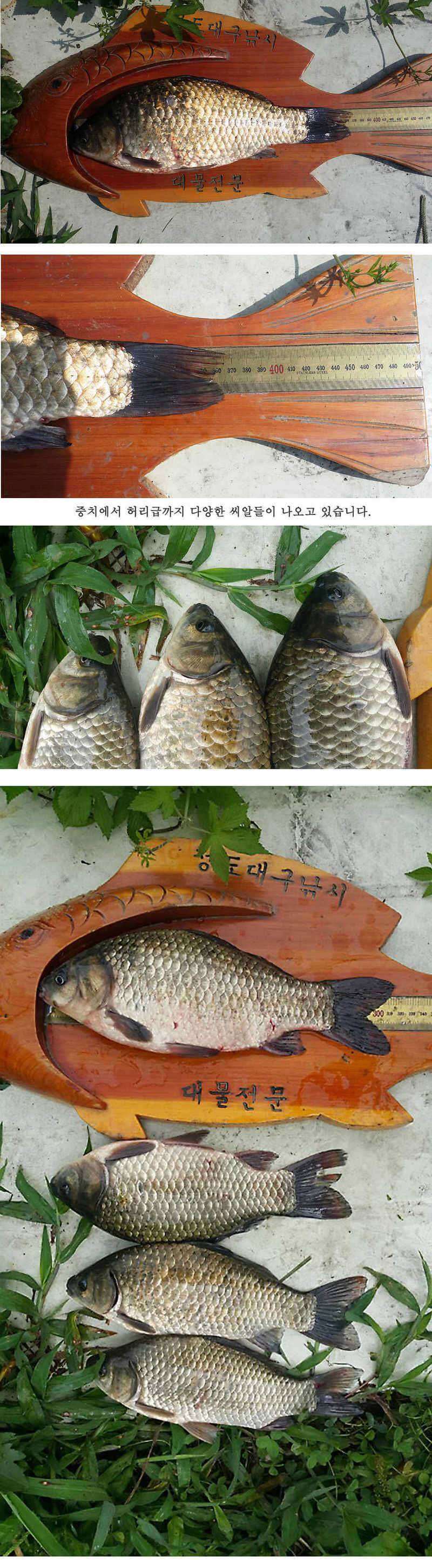 청도권 이번주 조황입니다 (조황조행기 - 특파원조황)