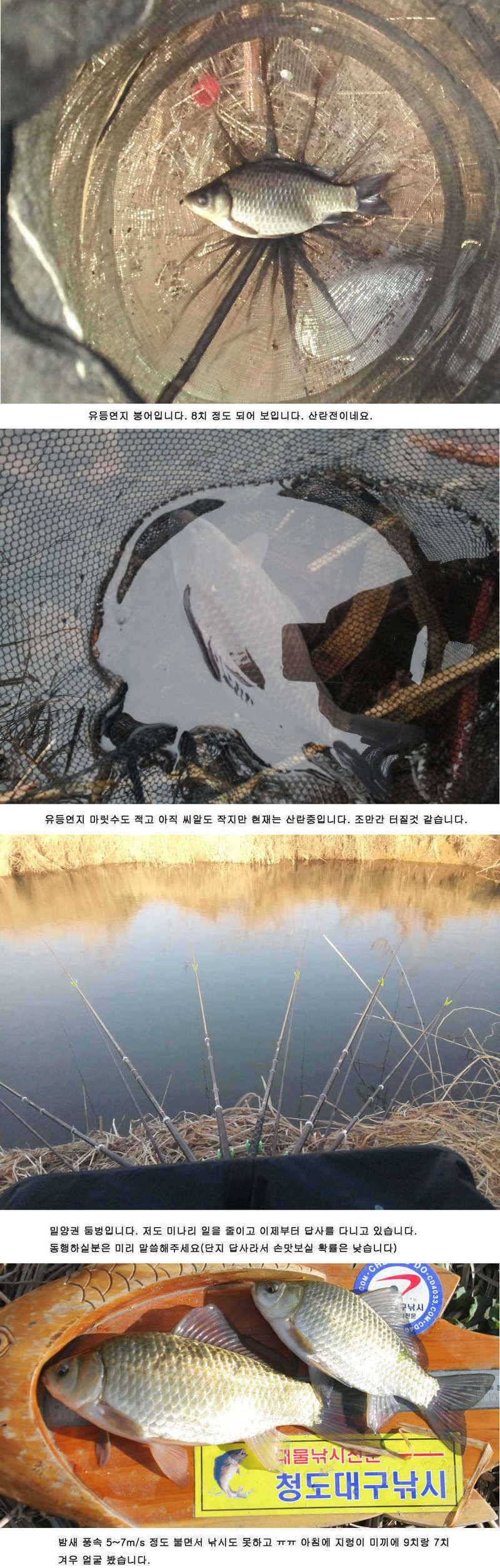 청도권 주말 주중 조황정보 (조황조행기 - 특파원조황)