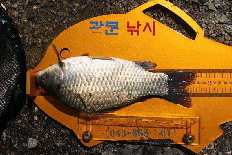 충주호 노지 (조황조행기 - 특파원조황)