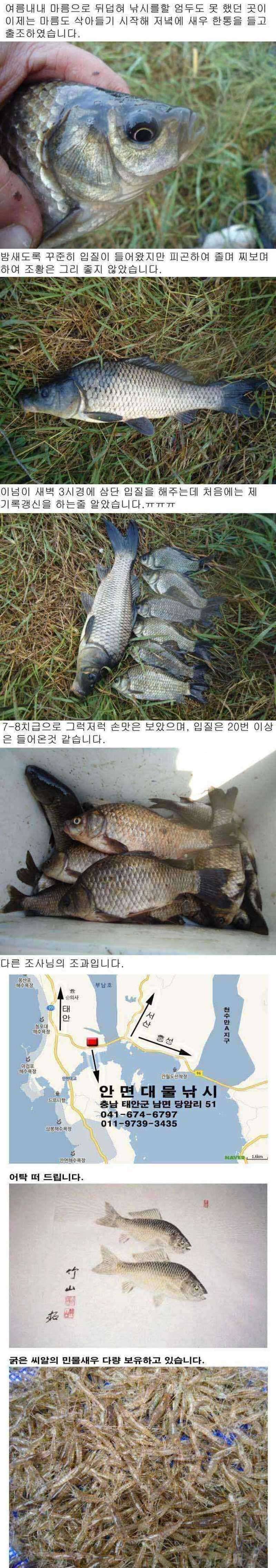 안면도권 저수지 및 수로 조황 안내 (조황조행기 - 특파원조황)