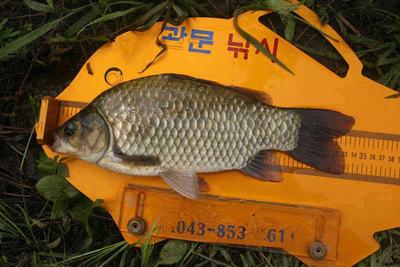 충주호 2박 3일간 노지밤낚시를 (조황조행기 - 특파원조황)