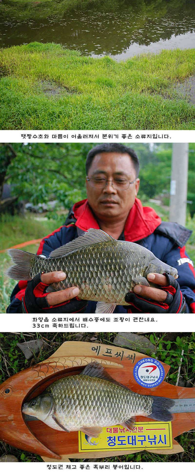 청도권 배수중에 혹부리붕어 (조황조행기 - 특파원조황)