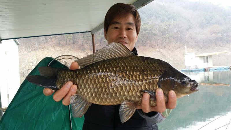 하천리 425 38cm 대물붕어 조황 소식입니다 (조황조행기 - 특파원조황)