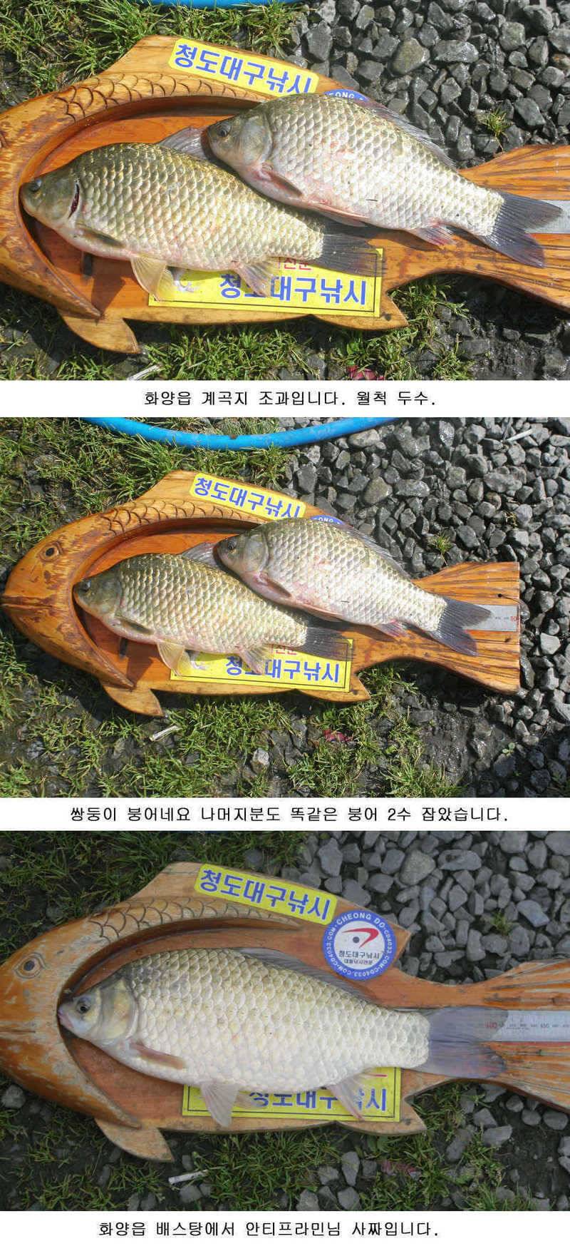 청도권 주중 조황 사짜 (조황조행기 - 특파원조황)