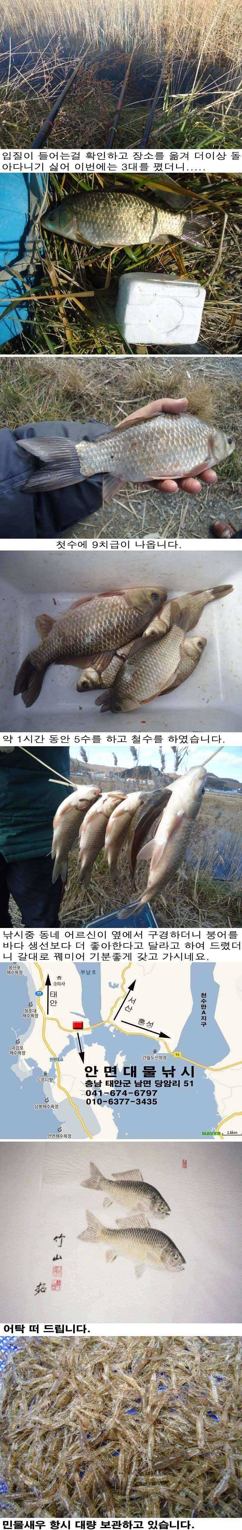 1210 안면도권 수로 수초치기 조황 (조황조행기 - 특파원조황)