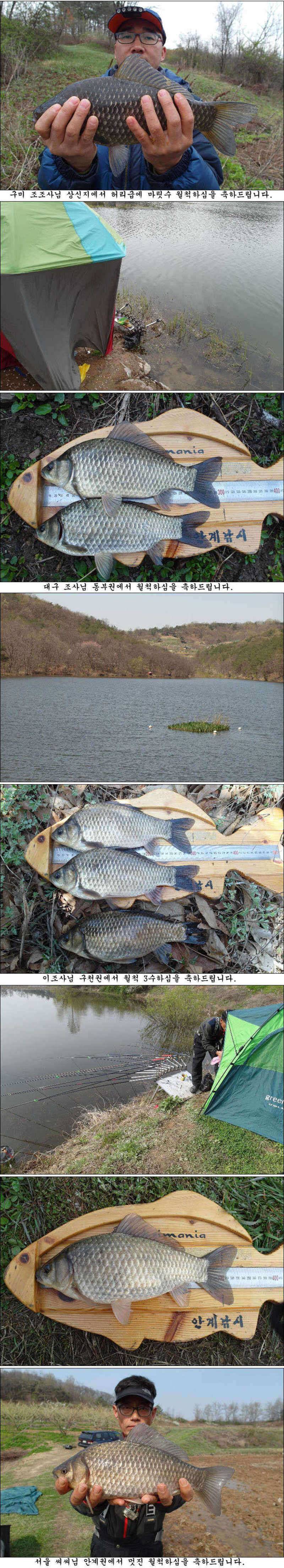 마릿수 월척과 허리급 대물조황 (조황조행기 - 특파원조황)