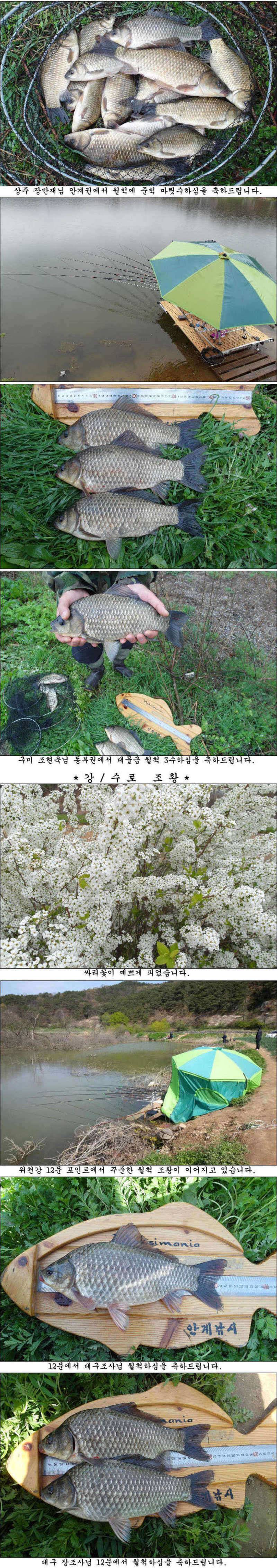 마릿수 월척과 허리급 대물조황 (조황조행기 - 특파원조황)
