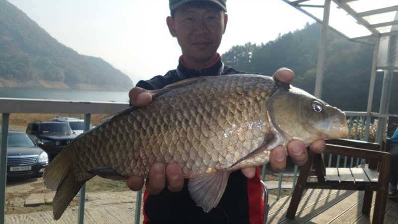 목벌낚시터 445cm 대물붕어 장어 서운리 장어소식 (조황조행기 - 특파원조황)