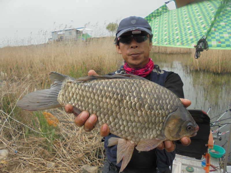 425 안면도권 저수지 씨알과 마릿수 및 부남호 43cm 대물붕어 조황 (조황조행기 - 특파원조황)