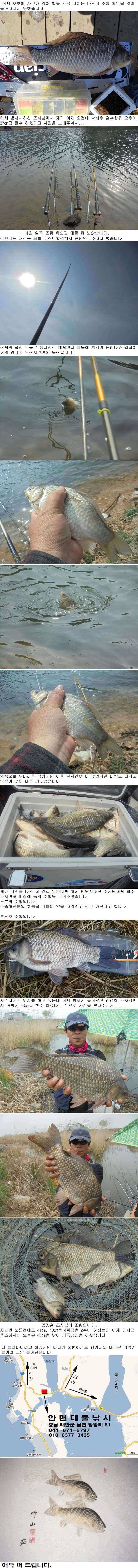 425 안면도권 저수지 씨알과 마릿수 및 부남호 43cm 대물붕어 조황 (조황조행기 - 특파원조황)