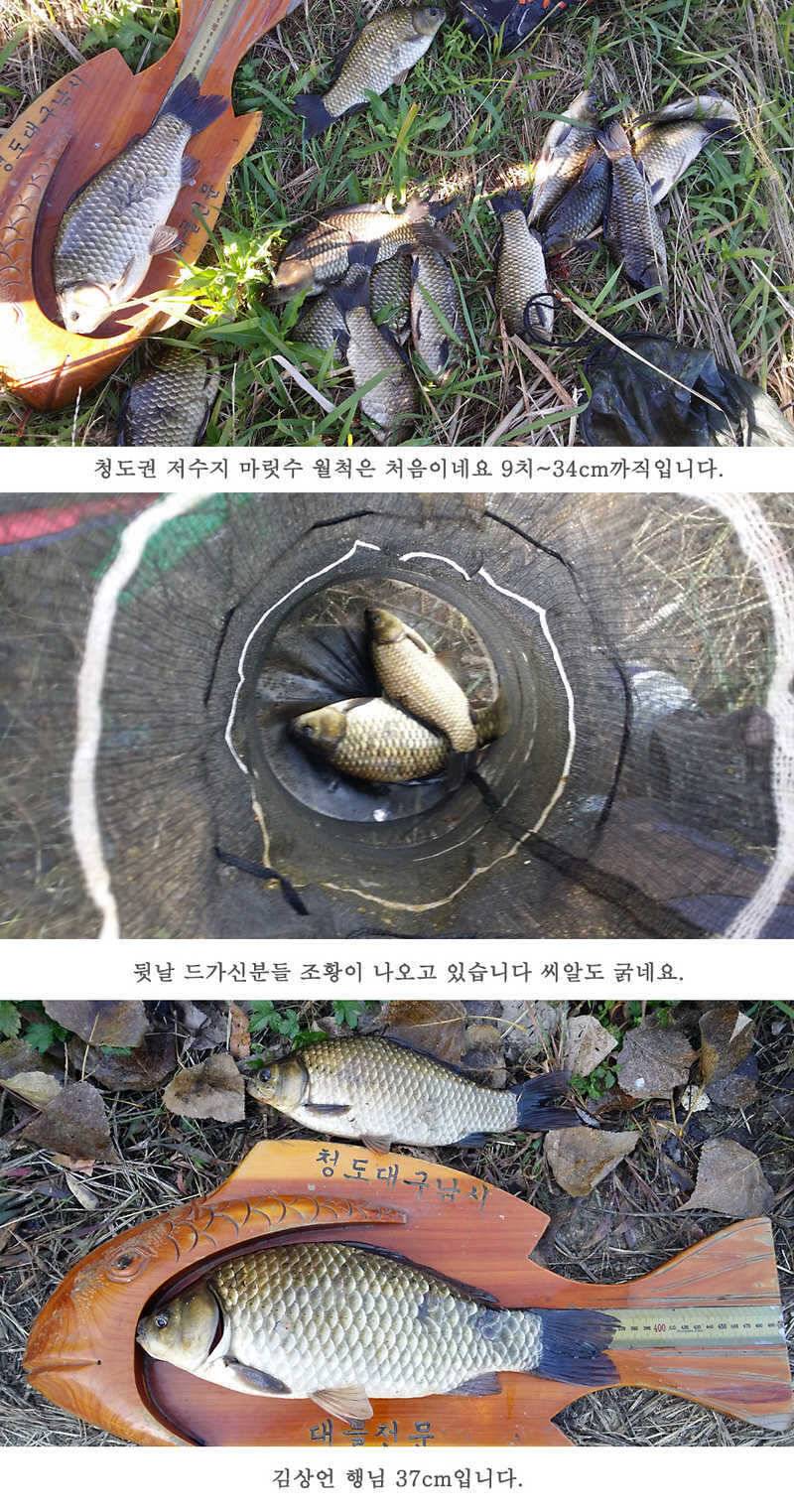 청도권 지난주 조황입니다 월척 빵빵터지네요 (조황조행기 - 특파원조황)