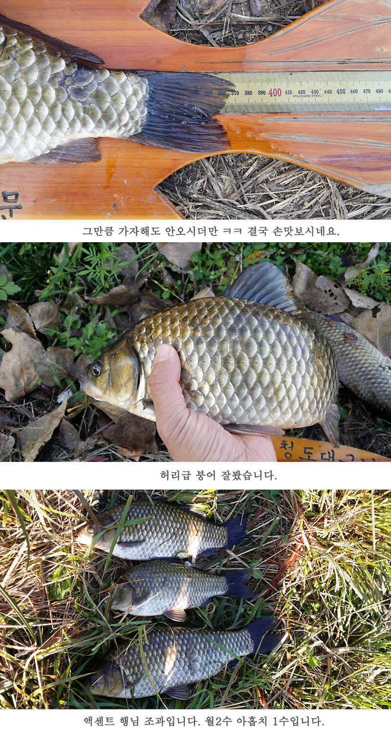 청도권 지난주 조황입니다 월척 빵빵터지네요 (조황조행기 - 특파원조황)