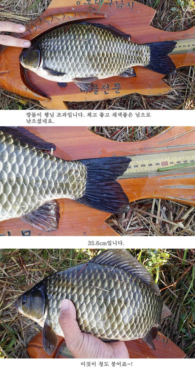 청도권 지난주 조황입니다 월척 빵빵터지네요 (조황조행기 - 특파원조황)