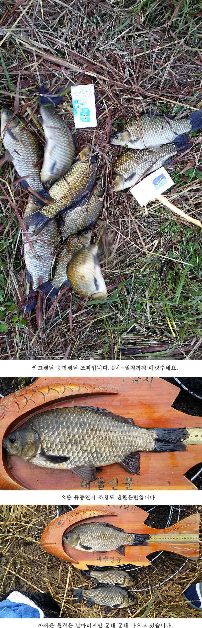 청도권 지난주 조황입니다 월척 빵빵터지네요 (조황조행기 - 특파원조황)