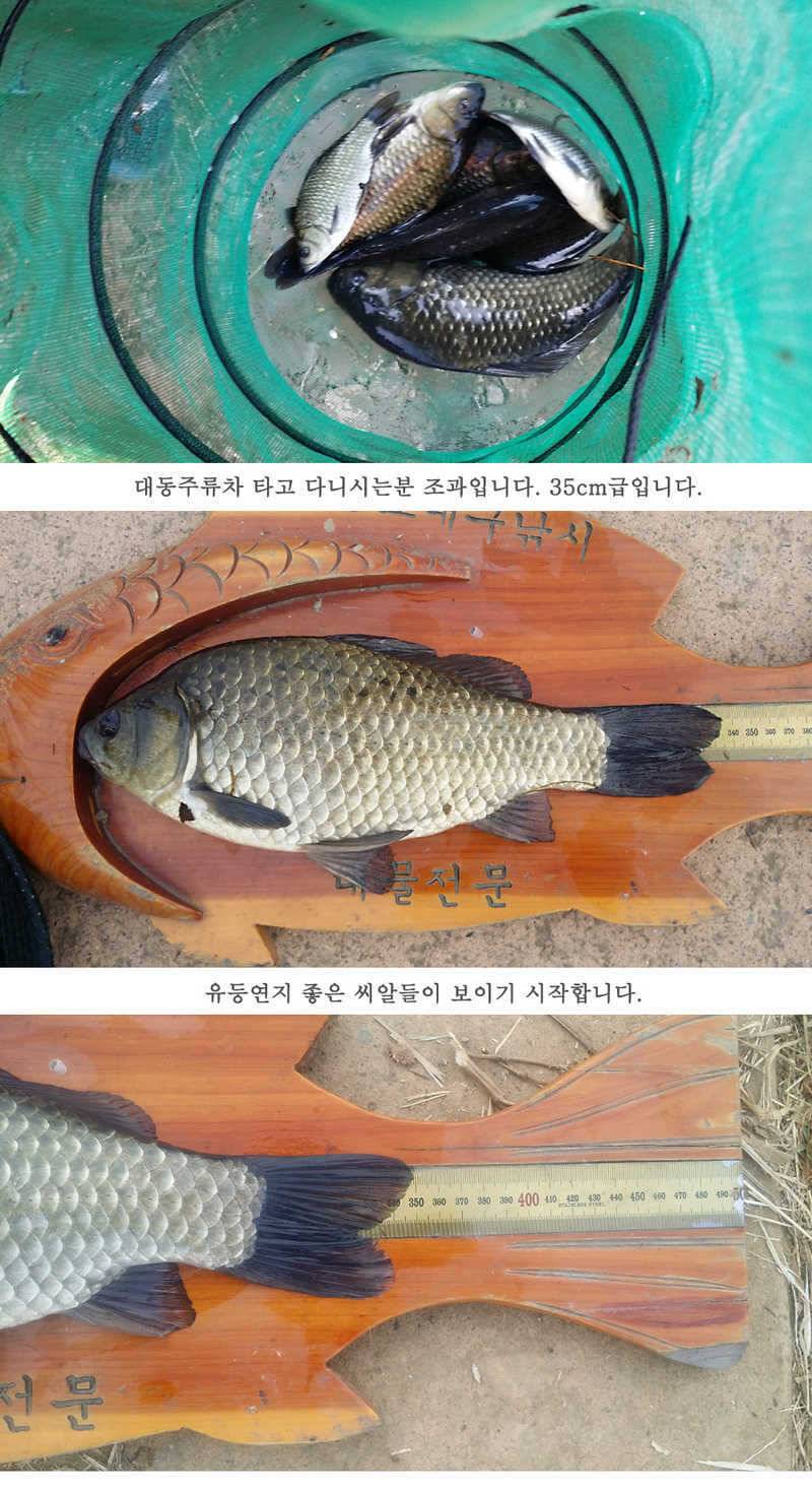 청도권 지난주 조황입니다 월척 빵빵터지네요 (조황조행기 - 특파원조황)