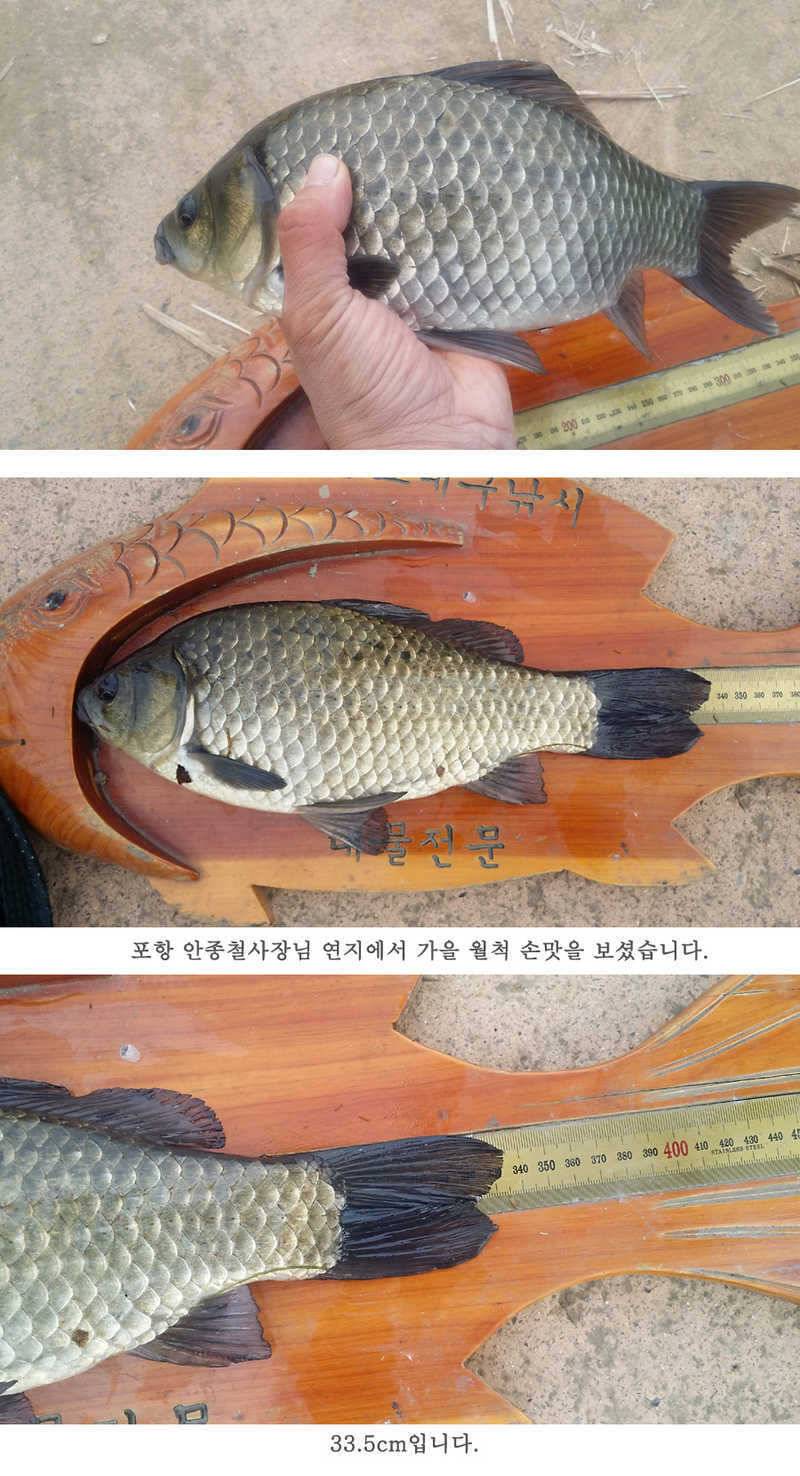 청도권 지난주 조황입니다 월척 빵빵터지네요 (조황조행기 - 특파원조황)