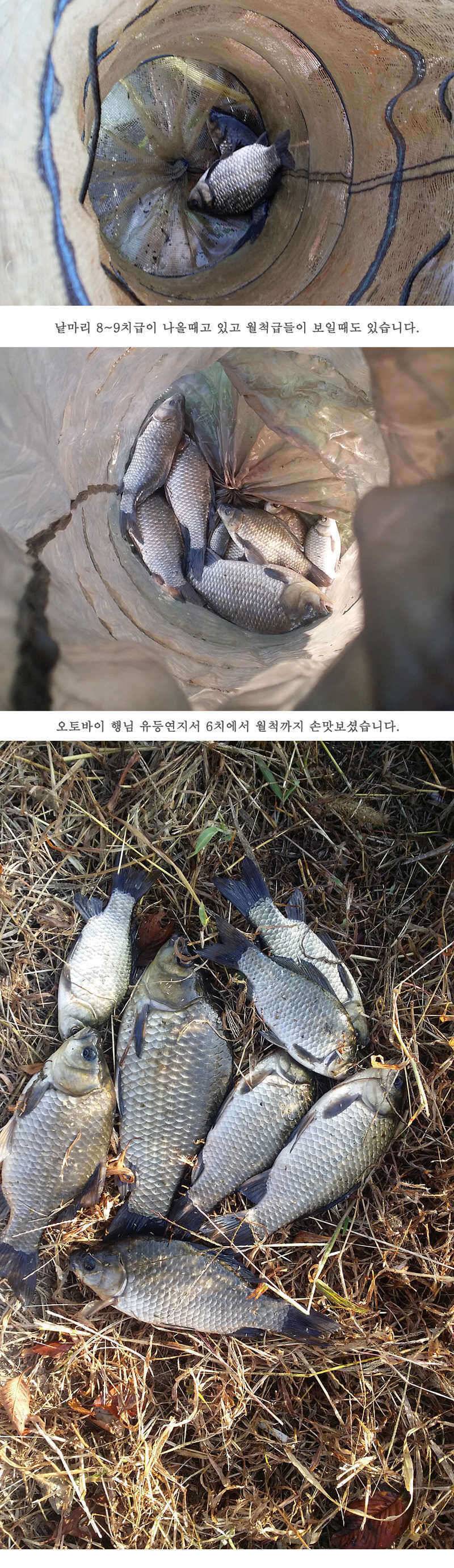 청도권 지난주 조황입니다 월척 빵빵터지네요 (조황조행기 - 특파원조황)