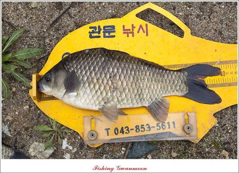 화곡지 사짜칠성지 사짜추평지 사짜 (조황조행기 - 특파원조황)