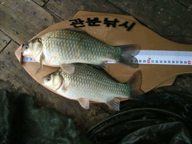 충주호 문골고른 조황을 보이고 있습니다 (조황조행기 - 특파원조황)