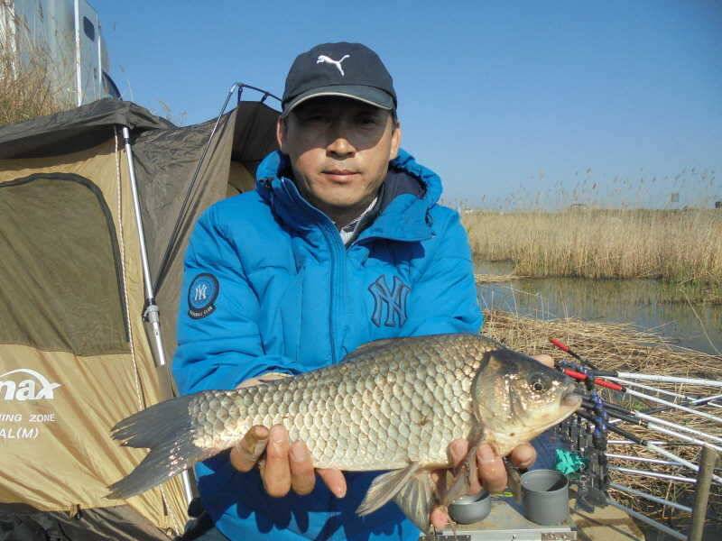 423 부남호 46cm 44cm 42cm등 대물붕어 마릿수 조황 (조황조행기 - 특파원조황)