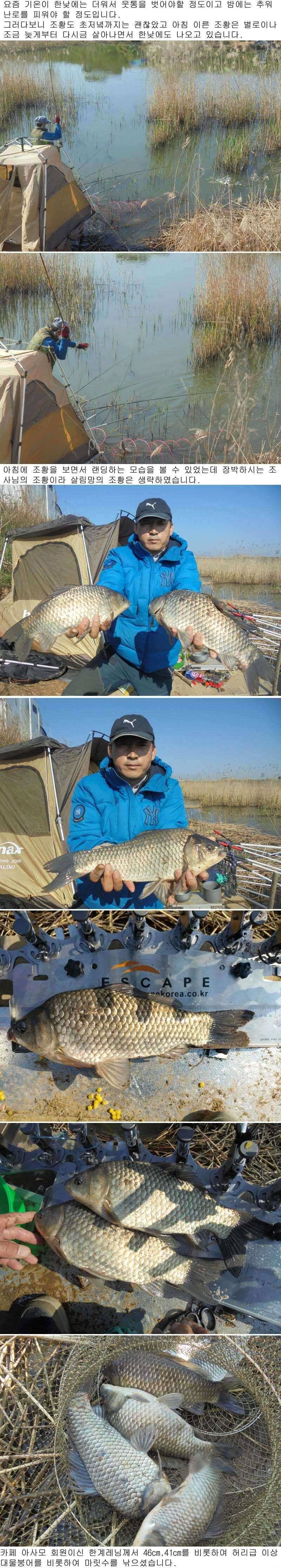 423 부남호 46cm 44cm 42cm등 대물붕어 마릿수 조황 (조황조행기 - 특파원조황)
