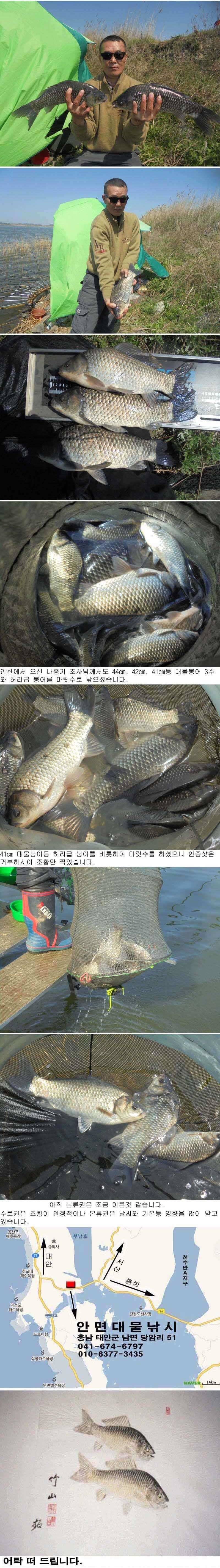 423 부남호 46cm 44cm 42cm등 대물붕어 마릿수 조황 (조황조행기 - 특파원조황)