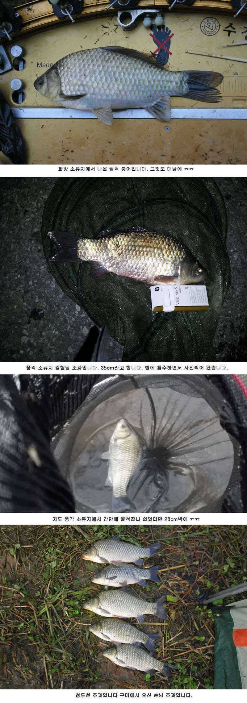 청도권 485cm (조황조행기 - 특파원조황)