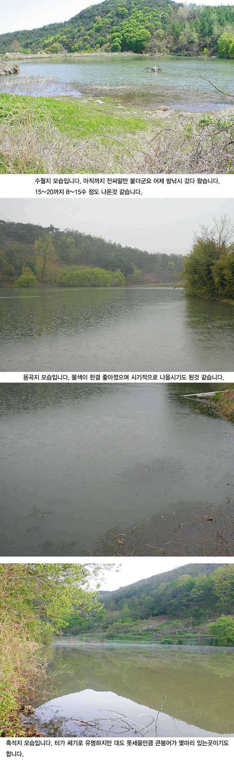 청도권 43 39 39 38 38대물들이 출현 (조황조행기 - 특파원조황)