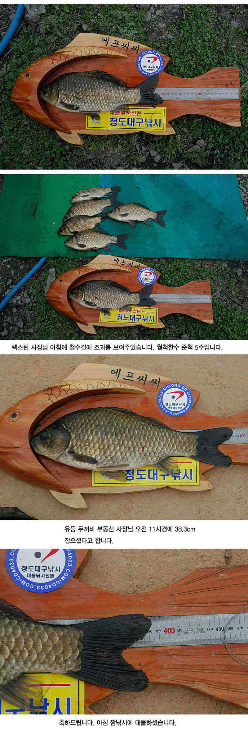 청도권 43 39 39 38 38대물들이 출현 (조황조행기 - 특파원조황)