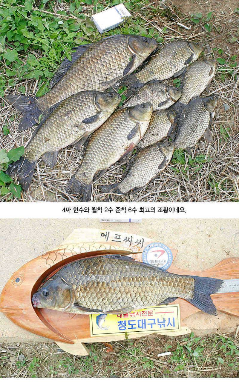 청도권 43 39 39 38 38대물들이 출현 (조황조행기 - 특파원조황)