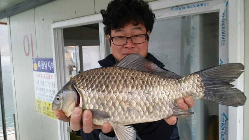 16년 충주호 1호 4짜 대물붕어 모습입니다 (조황조행기 - 특파원조황)