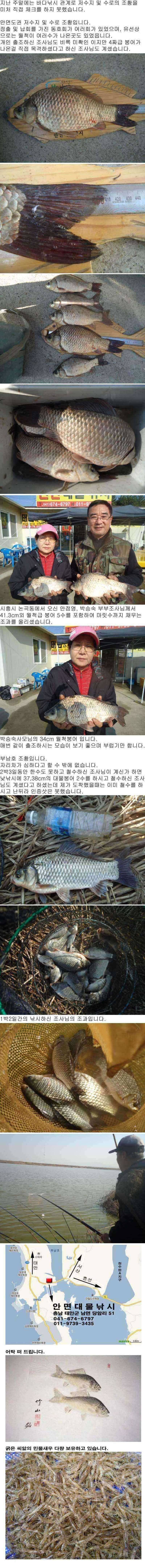 안면도권 저수지 및 수로 부남호 주말 조황 안내 (조황조행기 - 특파원조황)