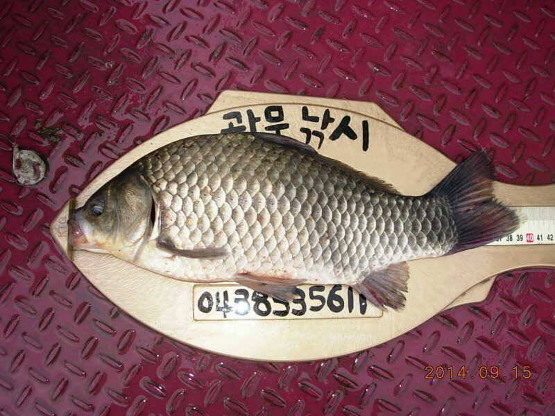 충주호 병호낚시터 대물소식 (조황조행기 - 특파원조황)