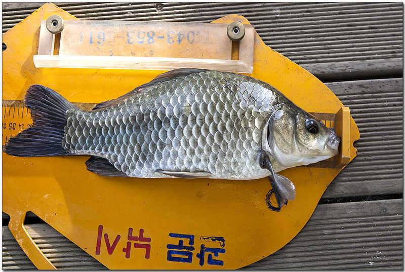 신매 낚시터 월척 (조황조행기 - 특파원조황)
