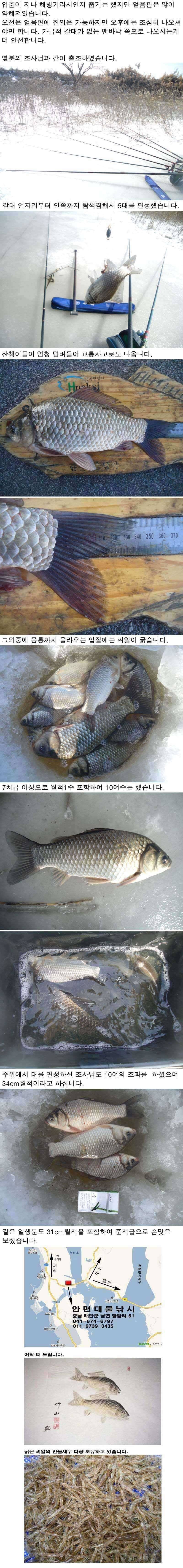 211 부남호 얼음낚시 조황 (조황조행기 - 특파원조황)