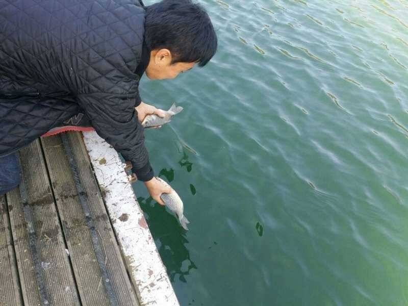 충주호 신매가을붕어 (조황조행기 - 특파원조황)