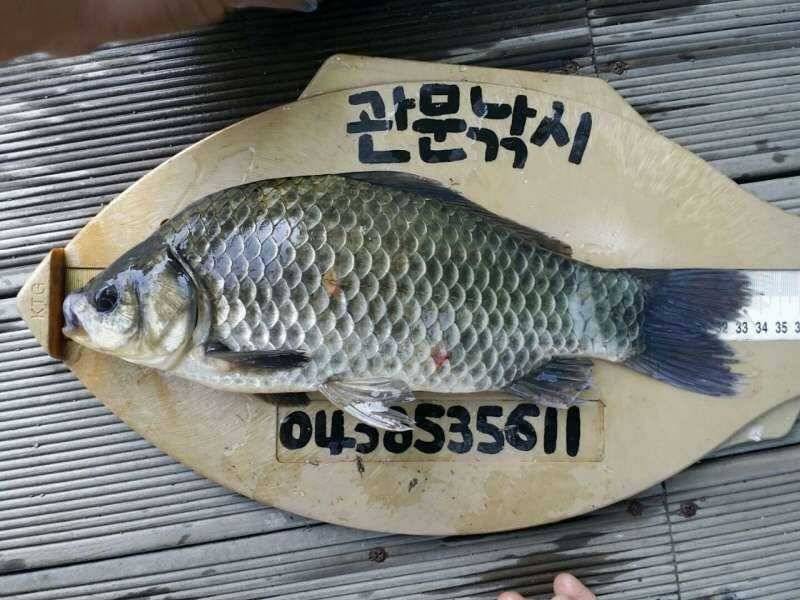 충주호 신매낚시터 가을붕어 (조황조행기 - 특파원조황)
