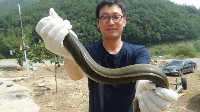 목벌낚시터 장어대박 명서낚시터 정상출조 가능해져 (조황조행기 - 특파원조황)